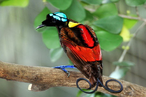 Sterling Silver Cardinal Ring Solid 925 Pretty Bird Rings Custom Sizes -  Etsy